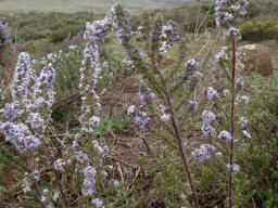 Selago flanaganii old plant